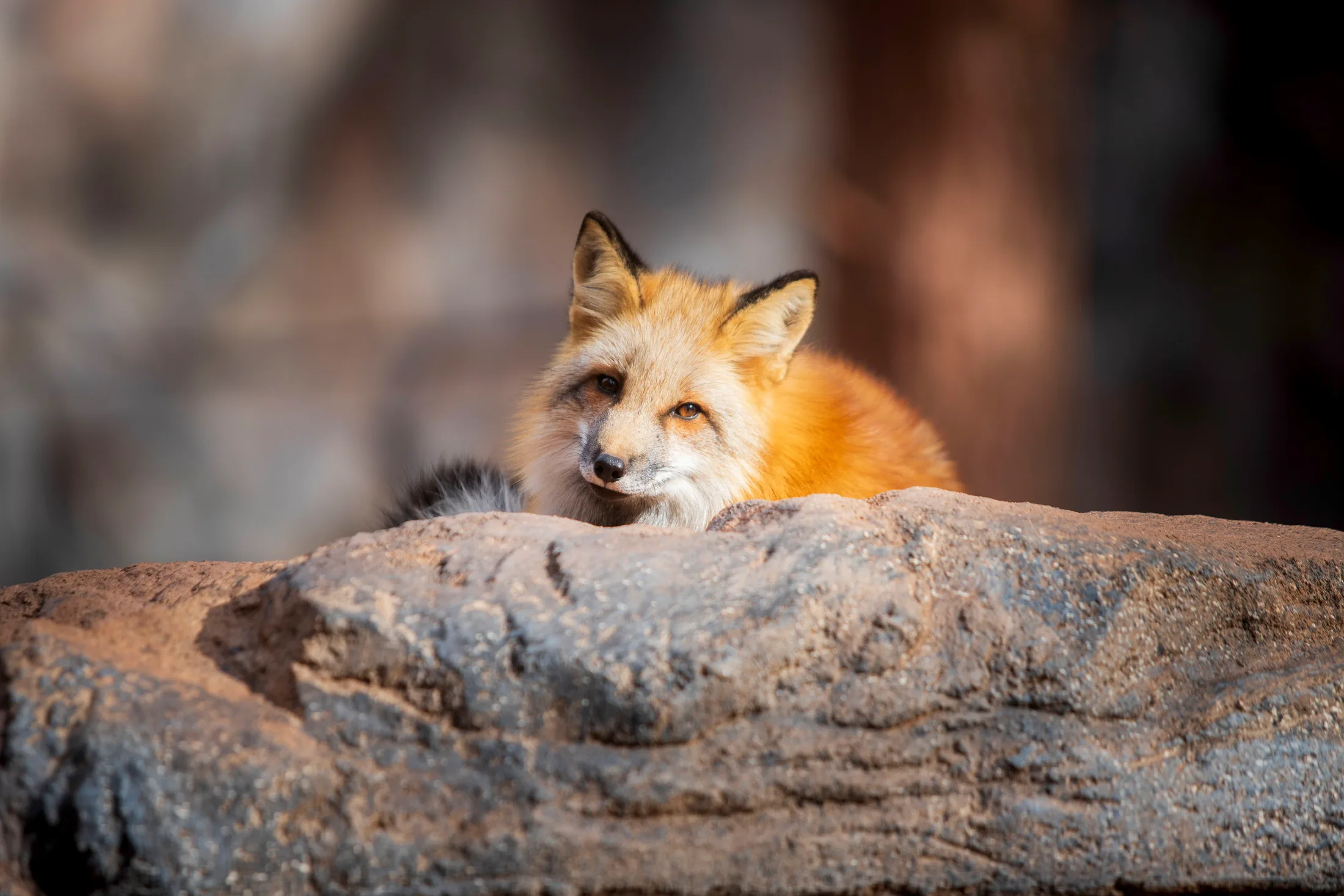 MAN (60) Red Fox at Bearizona Red Fox at Bearizona, animals, a fine art photograph by Michael Joseph Baca, Casa de Baca Studios, Florence, Arizona