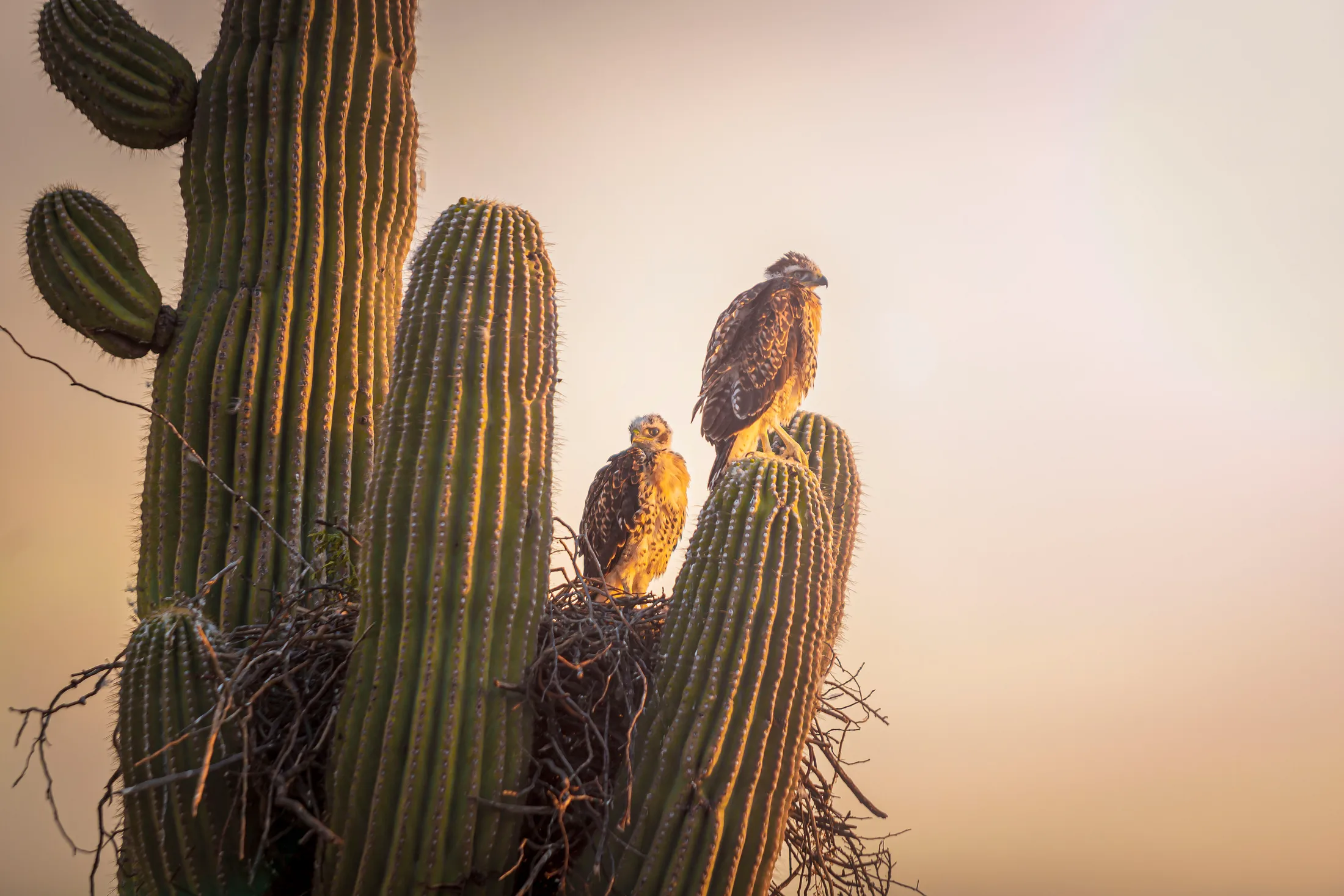 MAN (10) Red-Tailed Hawk Chicks Florence AZ Red-Tailed Hawk Chicks Florence AZ, animals, a fine art photograph by Michael Joseph Baca