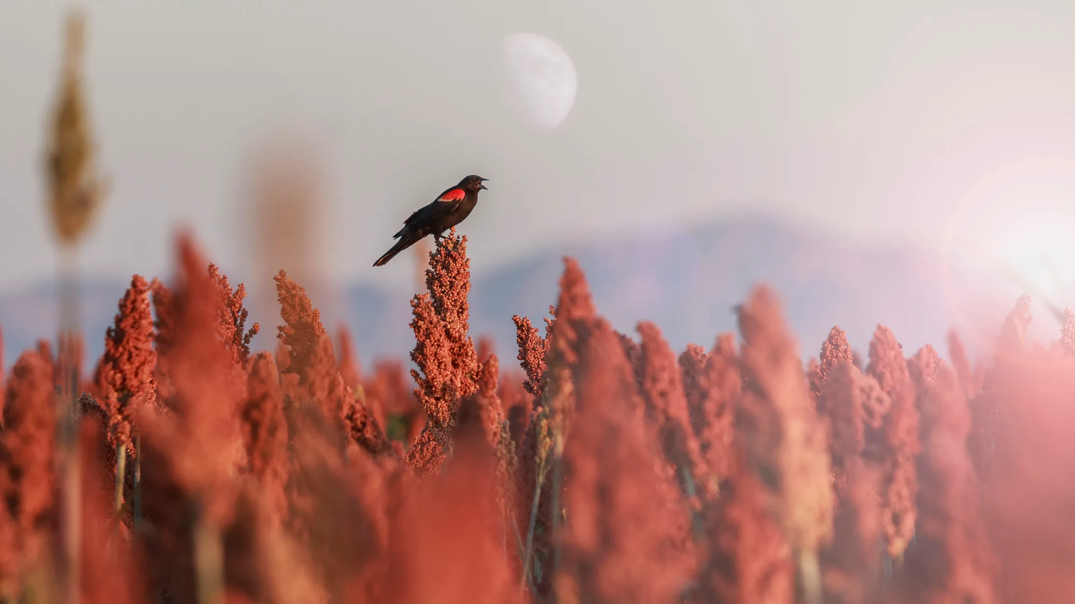 MAN (3) Red-Winged Blackbird Coolidge AZ Red-Winged Blackbird Coolidge AZ, animals, a fine art photograph by Michael Joseph Baca