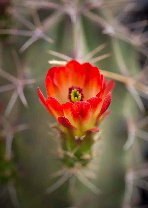 FJ017 Red & Yellow Bloom of a Claret Cup Hedgehog Cactus Boyce Thompson Arboretum Red & Yellow Bloom of a Claret Cup Hedgehog Cactus Boyce Thompson Arboretum, flowers and plants, a fine art photograph