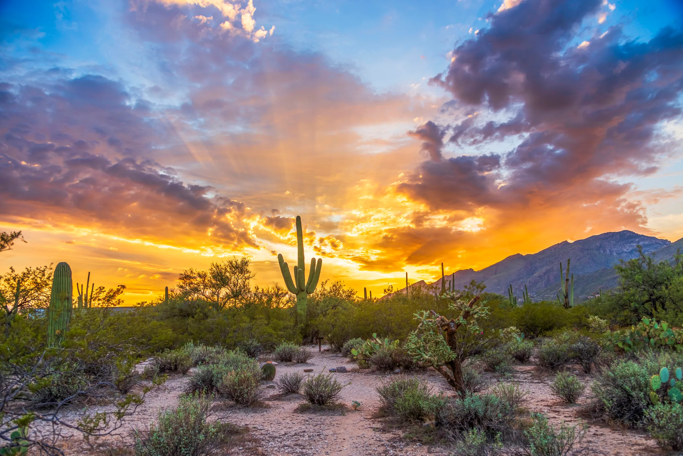 MSS (66) Sabino Canyon Tucson AZ Sabino Canyon Tucson AZ, sunset and sunrise, a fine art photograph by Michael Joseph Baca