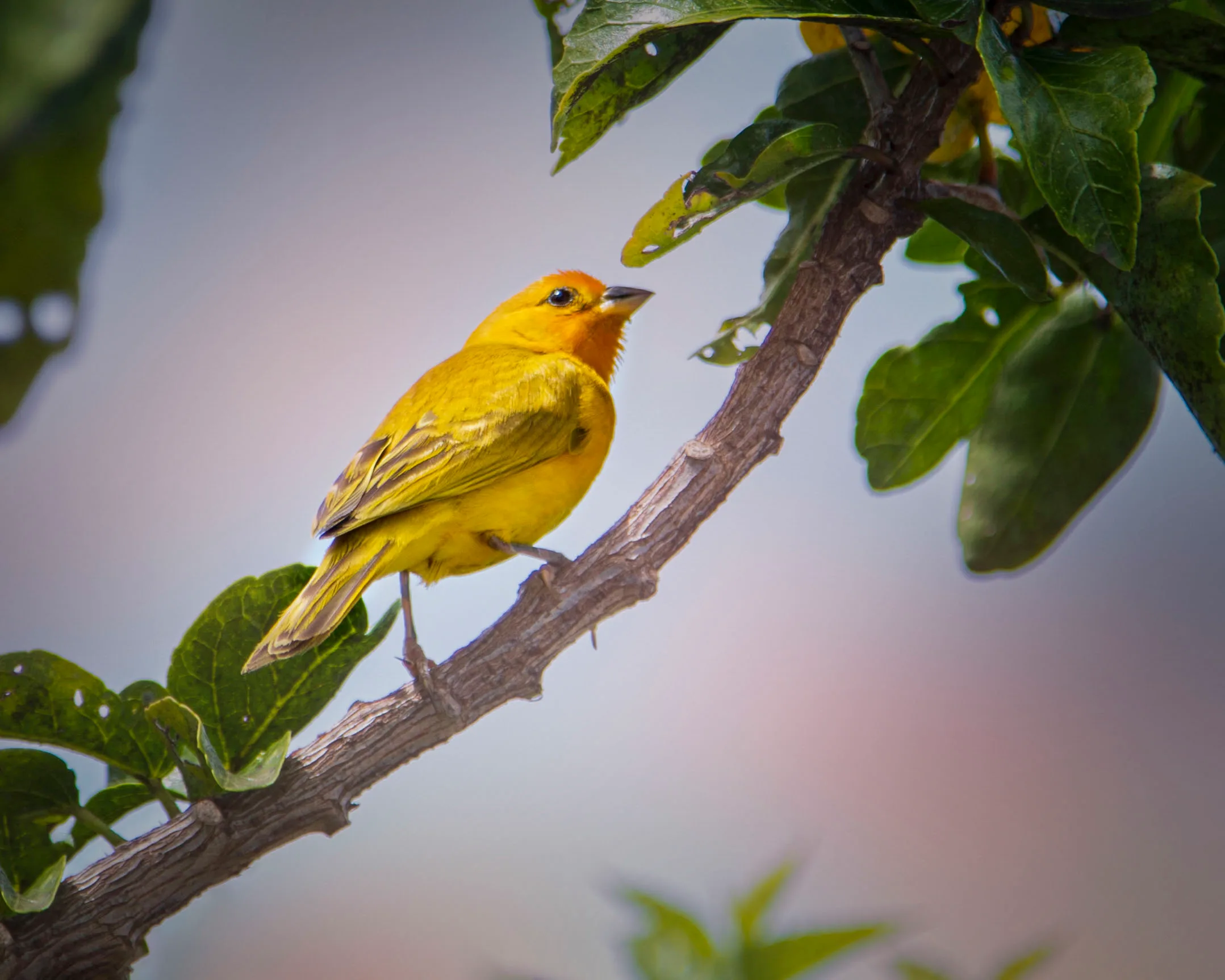 MAN (34) Saffron Finch Hawaii Saffron Finch Hawaii, animals, a fine art photograph by Michael Joseph Baca, Casa de Baca Studios, Florence, Arizona