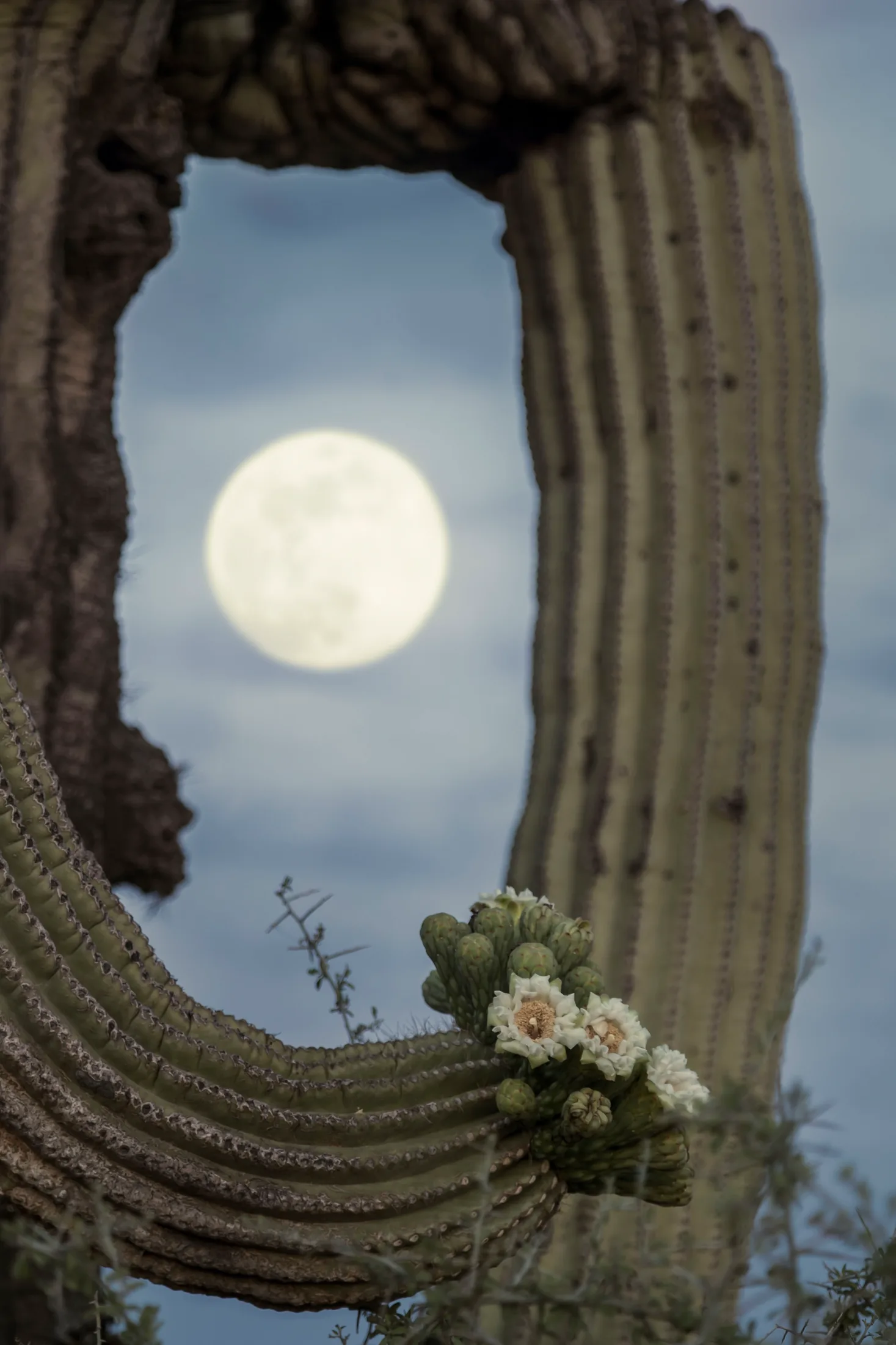 MFL (4) Saguaro Blossoms and Moon Florence AZ Saguaro Blossoms and Moon Florence AZ, flowers and plants, a fine art photograph by Michael Joseph Baca