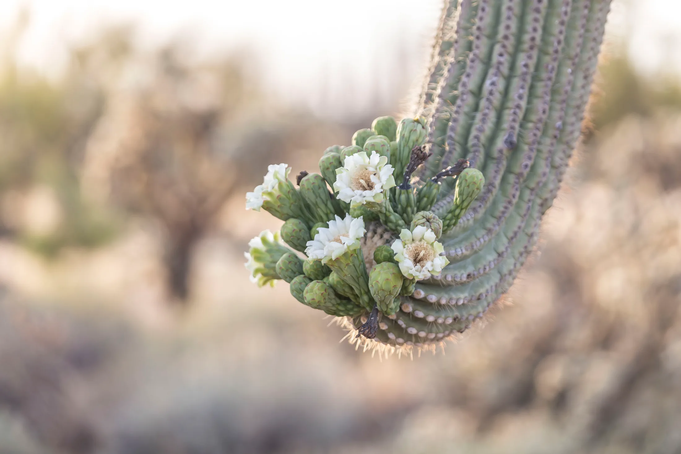 MFL (3) Saguaro Blossoms Florence AZ Saguaro Blossoms Florence AZ, flowers and plants, a fine art photograph by Michael Joseph Baca