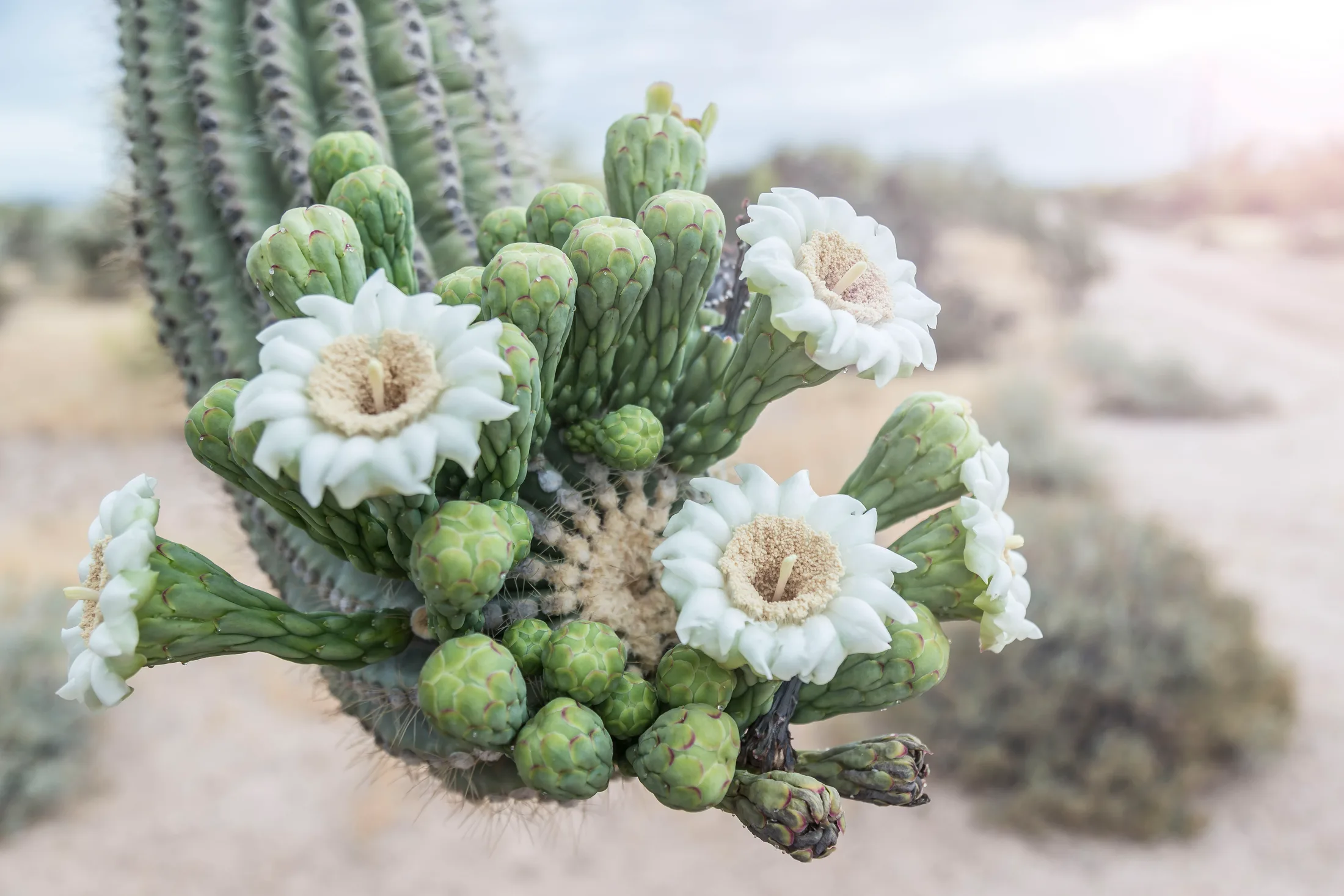 MFL (2) Saguaro Blossoms Florence AZ Saguaro Blossoms Florence AZ, flowers and plants, a fine art photograph by Michael Joseph Baca