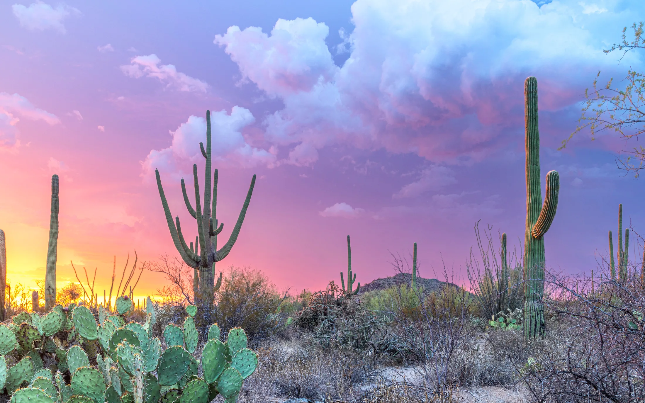 MSS (49) Saguaro National Park Tucson AZ Saguaro National Park Tucson AZ, sunset and sunrise, a fine art photograph by Michael Joseph Baca