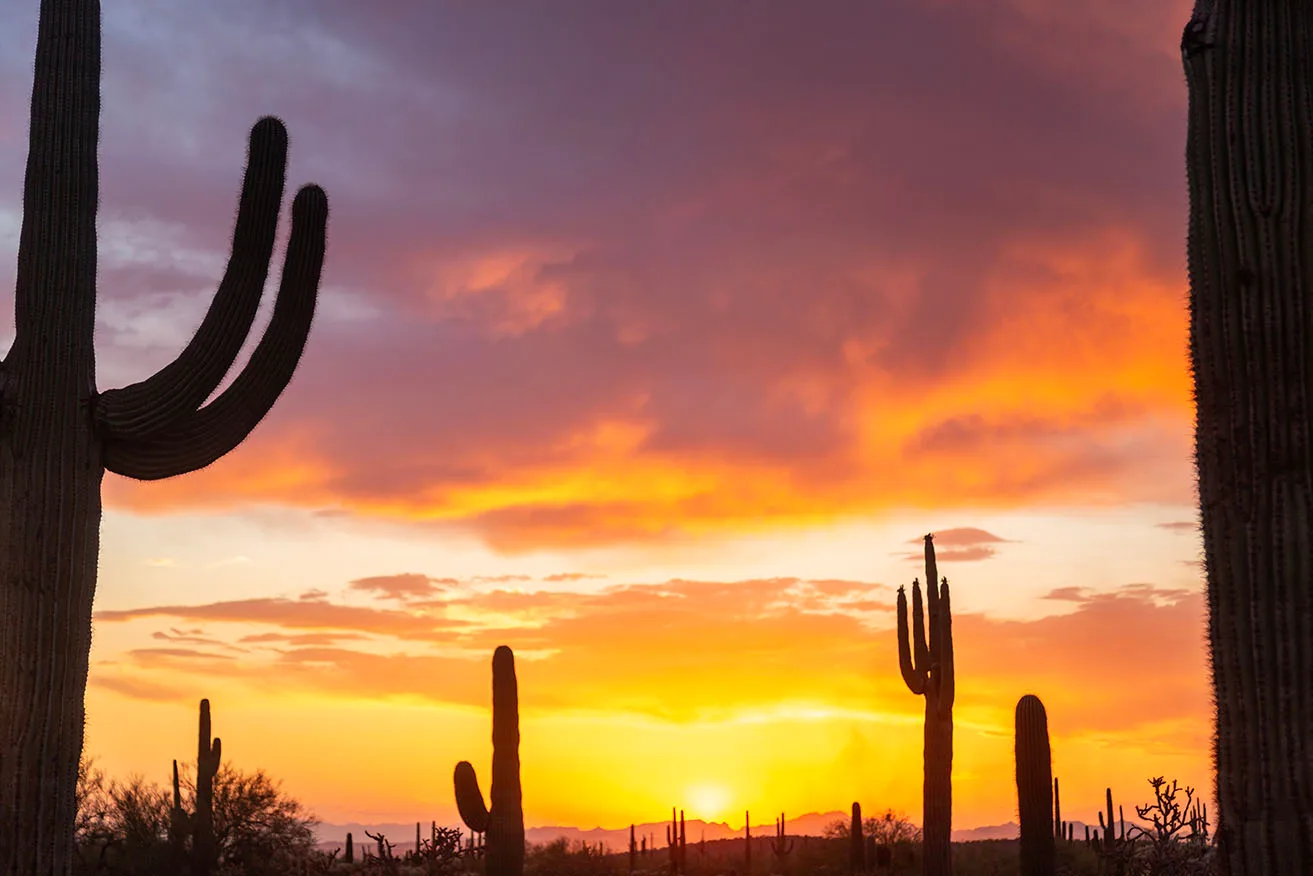JS040 Saguaro Sunset off Florence Kelvin Hwy Saguaro Sunset off Florence Kelvin Hwy, a fine art photograph by Janell Evelyn Baca, Casa de Baca Studios, Florence, Arizona