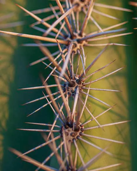 FJ003 Saguaro Saguaro, flowers and plants, a fine art photograph by Janell Evelyn Baca, Casa de Baca Studios, Florence, Arizona