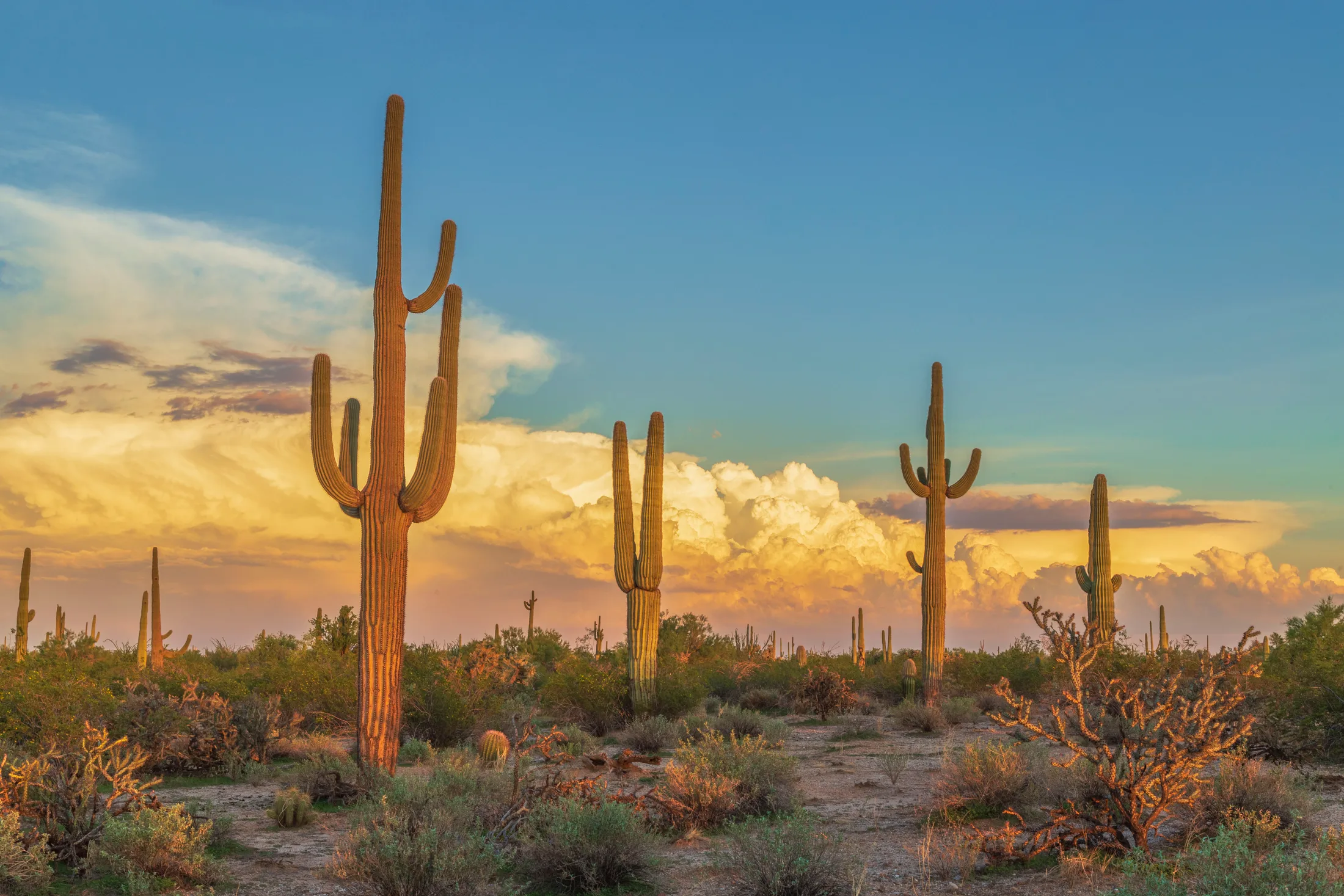 MLS (11) Saguaros and Clouds Florence AZ Saguaros and Clouds Florence AZ, landscape, a fine art photograph by Michael Joseph Baca
