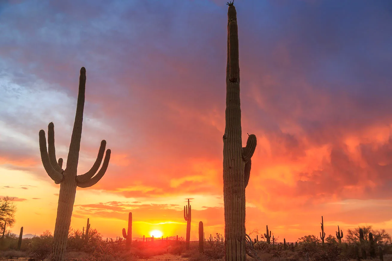 JS039 Saguaros and Sunset off Florence Kelvin Highway Saguaros and Sunset off Florence Kelvin Highway, a fine art photograph by Janell Evelyn Baca