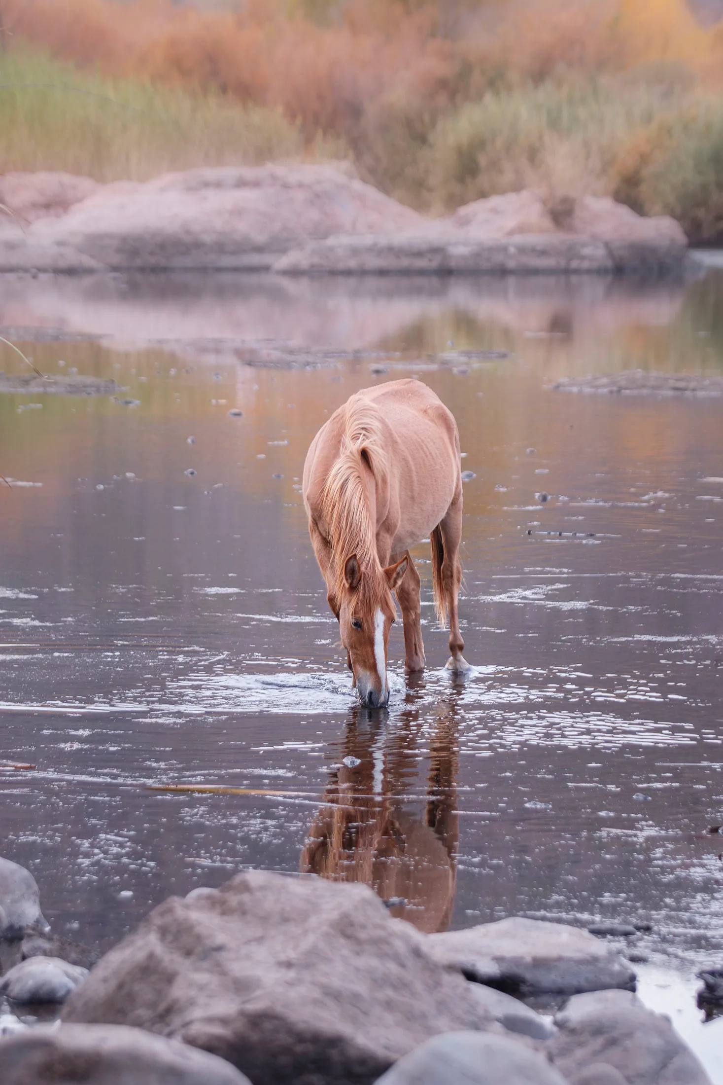 MAN (2) Salt River Arizona Salt River Arizona, animals, a fine art photograph by Michael Joseph Baca, Casa de Baca Studios, Florence, Arizona