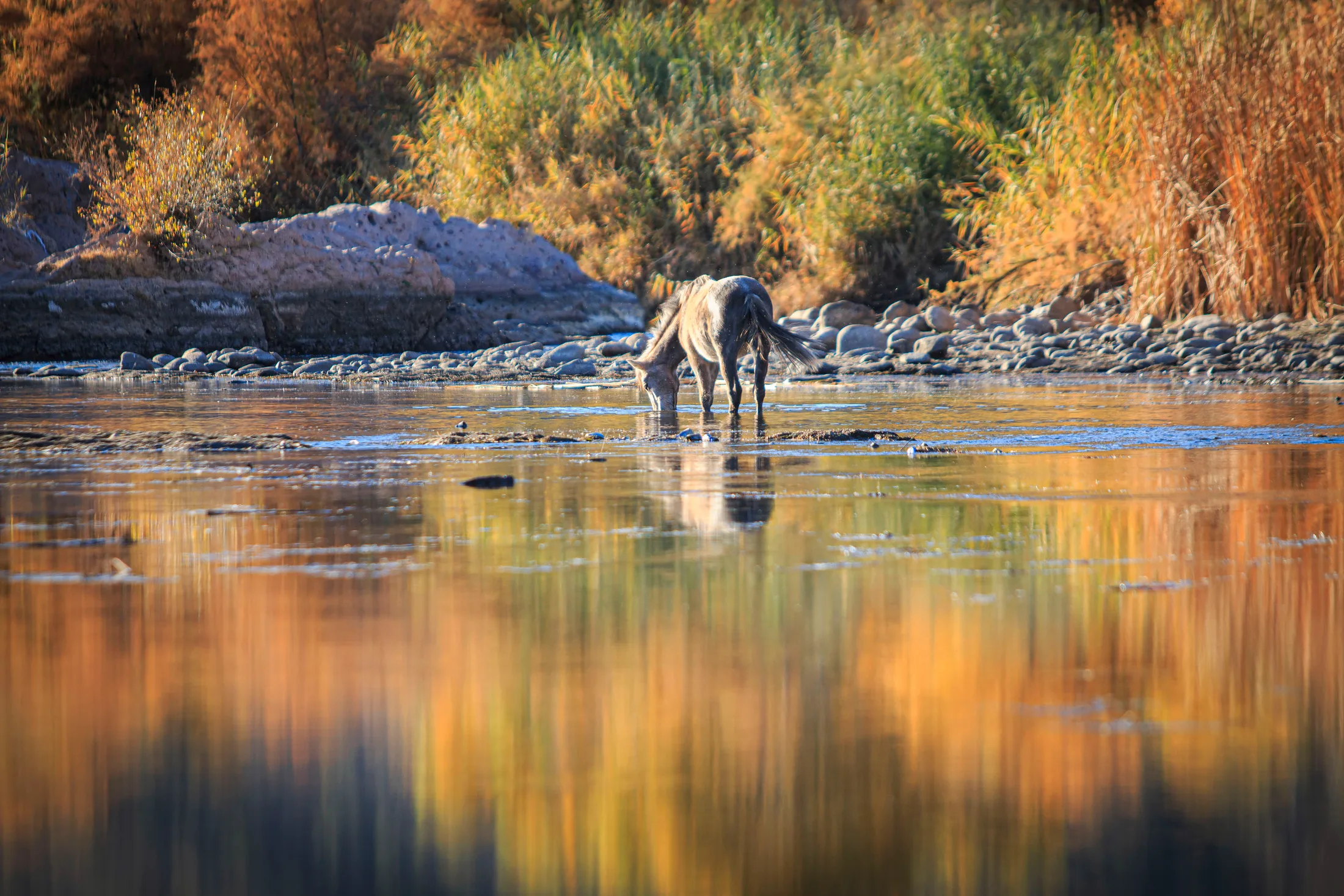 MAN (8) Salt River Horse Arizona Salt River Horse Arizona, animals, a fine art photograph by Michael Joseph Baca, Casa de Baca Studios, Florence, Arizona