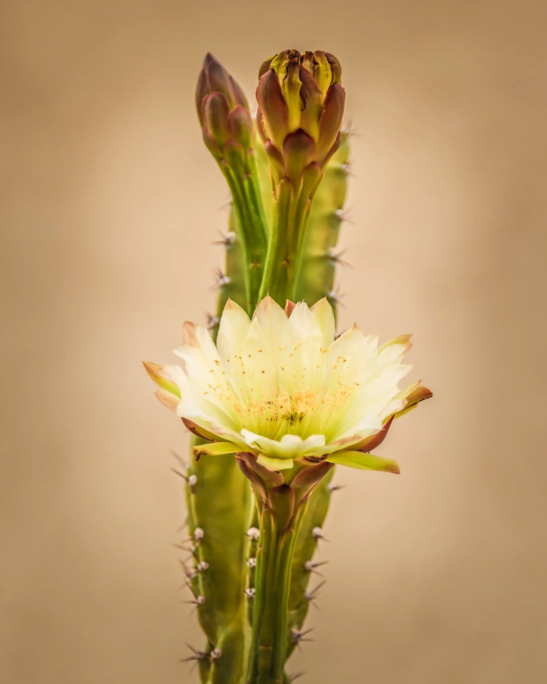 MFL (7) San Pedro Cactus Bloom Florence AZ San Pedro Cactus Bloom Florence AZ, flowers and plants, a fine art photograph by Michael Joseph Baca