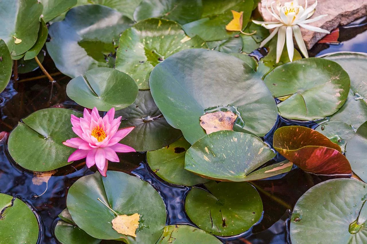 FJR01 San Pedro Riparian Water Lily San Pedro Riparian Water Lily, flowers and plants, a fine art photograph by Janell Evelyn Baca