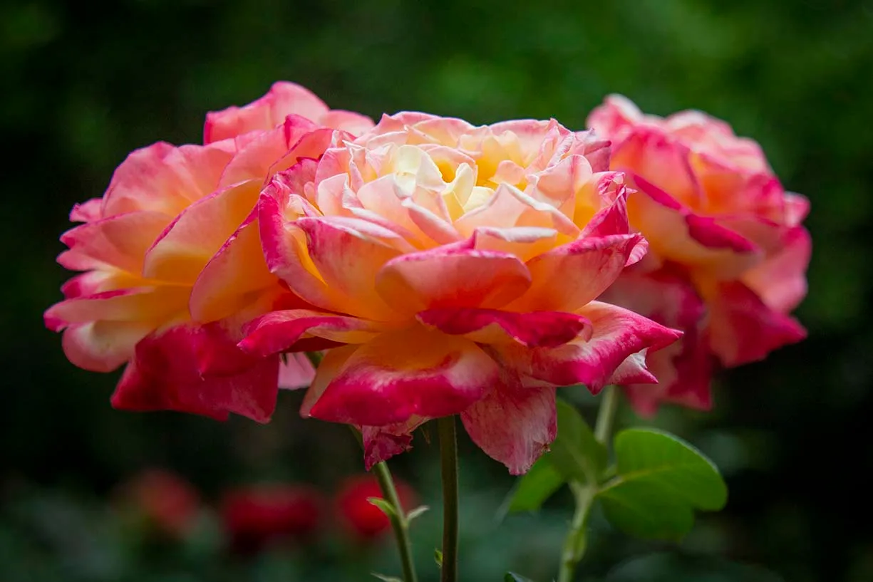 FJT34 Sheila's Perfume Rose at Boyce Thompson Arboretum Sheila's Perfume Rose at Boyce Thompson Arboretum, flowers and plants, a fine art photograph by Janell Evelyn Baca