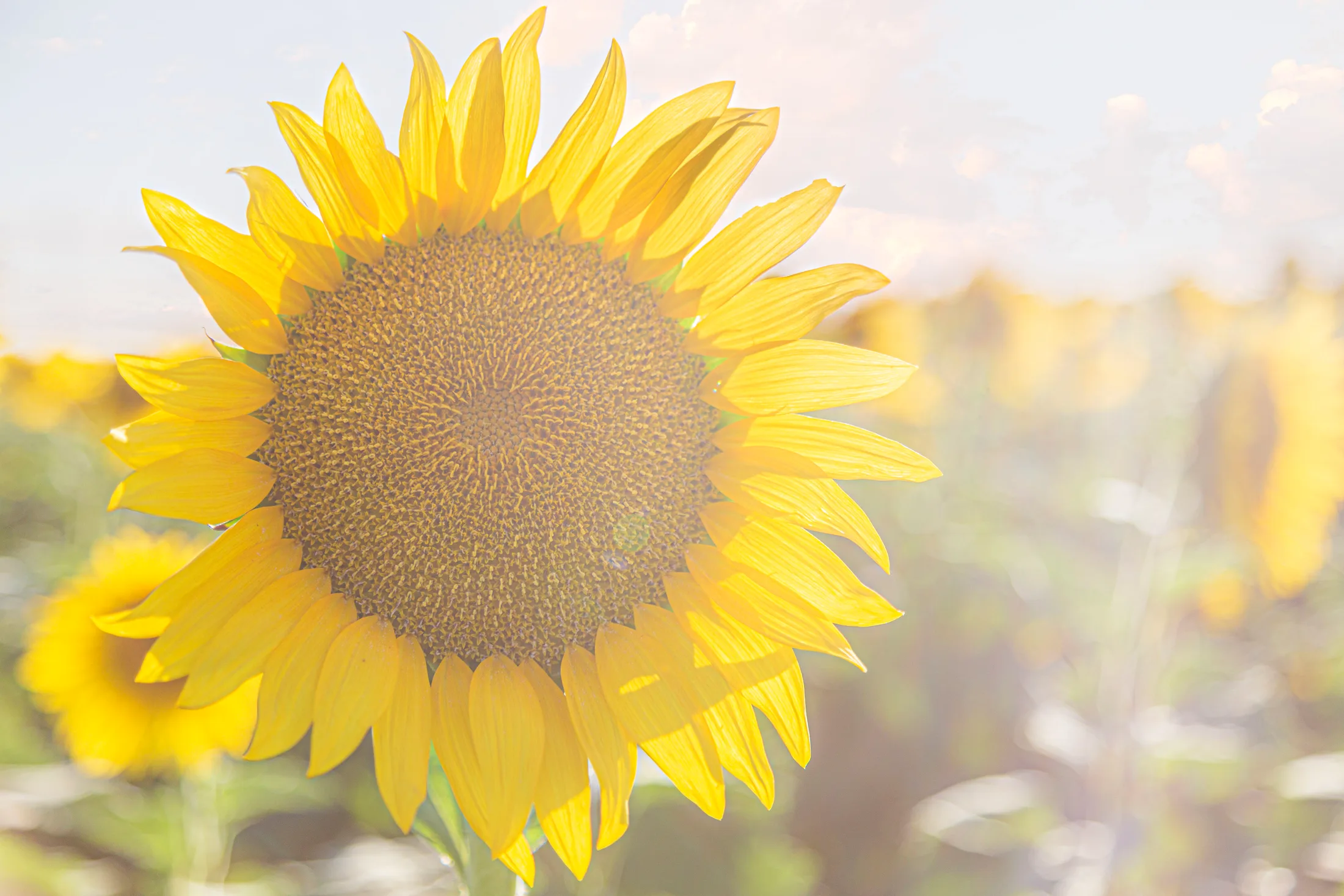 MFL (11) Sunflower Coolidge AZ Sunflower Coolidge AZ, flowers and plants, a fine art photograph by Michael Joseph Baca