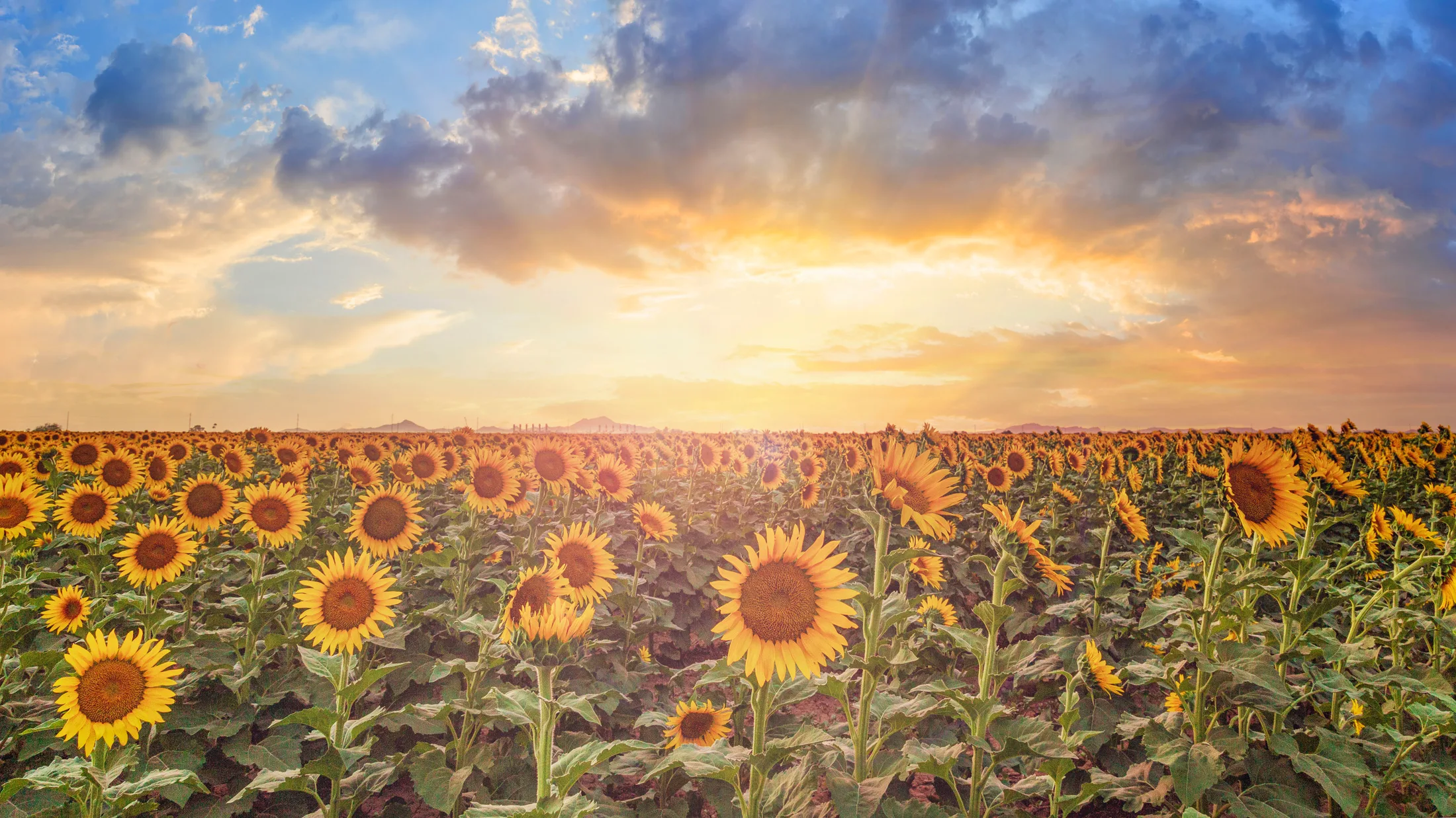 MFL (10) Sunflowers Coolidge AZ Sunflowers Coolidge AZ, a fine art photograph by Michael Joseph Baca, Casa de Baca Studios, Florence, Arizona