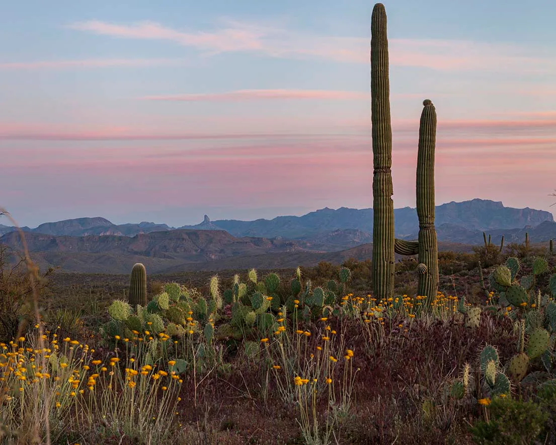 JS012 Superstitions Wilderness with a distant Weaver's Needle Superstitions Wilderness with a distant Weaver's Needle, sunset and sunrise, a fine art photograph by Janell Evelyn Baca