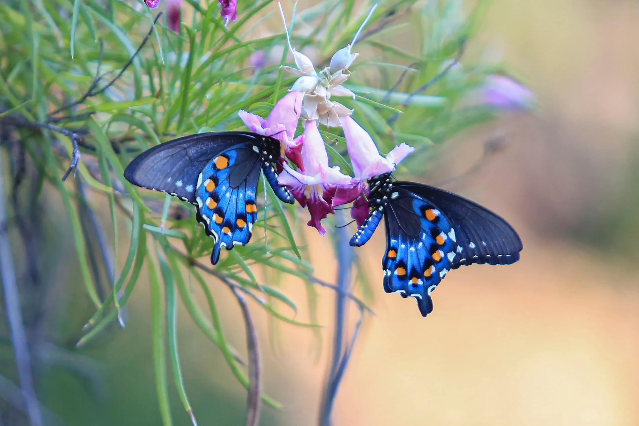 Man (22) Swallowtail Butterflies Boyce Thompson Arboretum AZ Swallowtail Butterflies Boyce Thompson Arboretum AZ, animals, a fine art photograph by Michael Joseph Baca