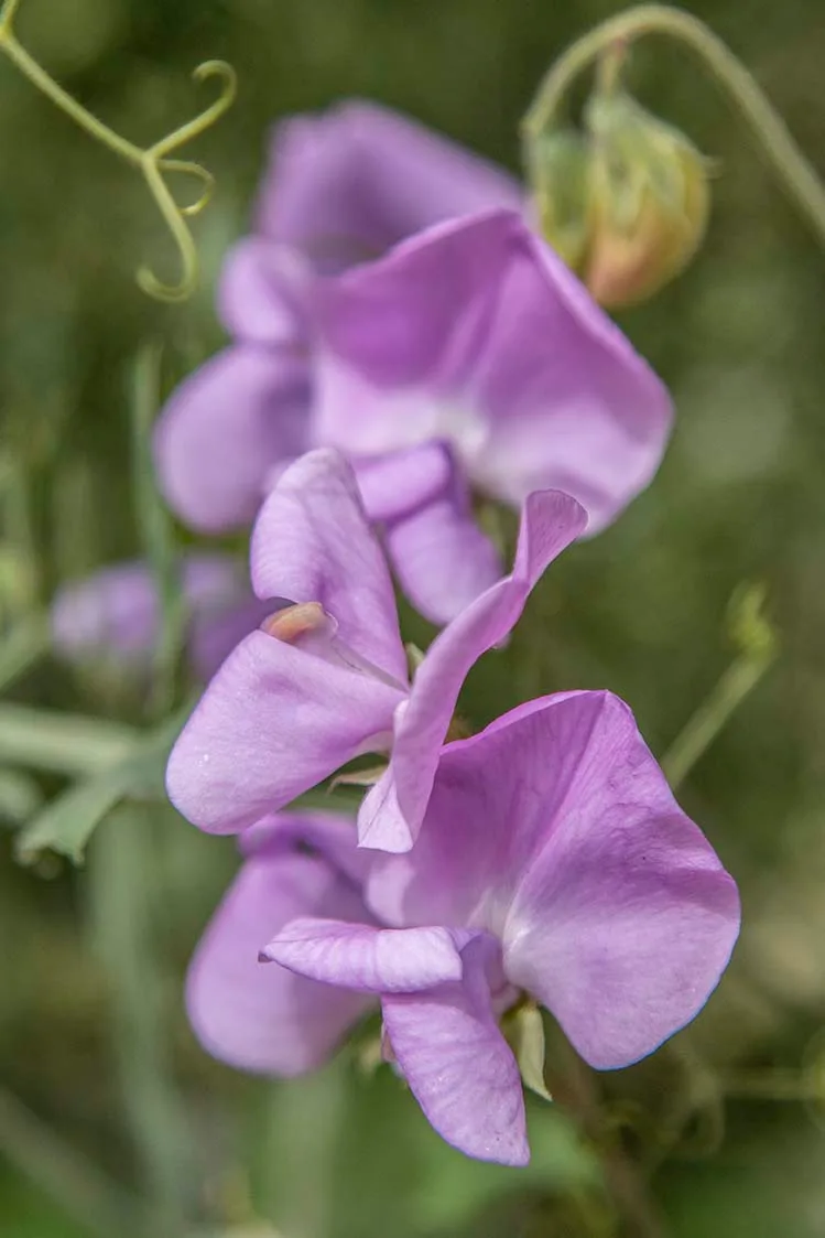 FJT54 Sweet Pea Flowers at Boyce Thompson Arboretum Sweet Pea Flowers at Boyce Thompson Arboretum, a fine art photograph by Janell Evelyn Baca