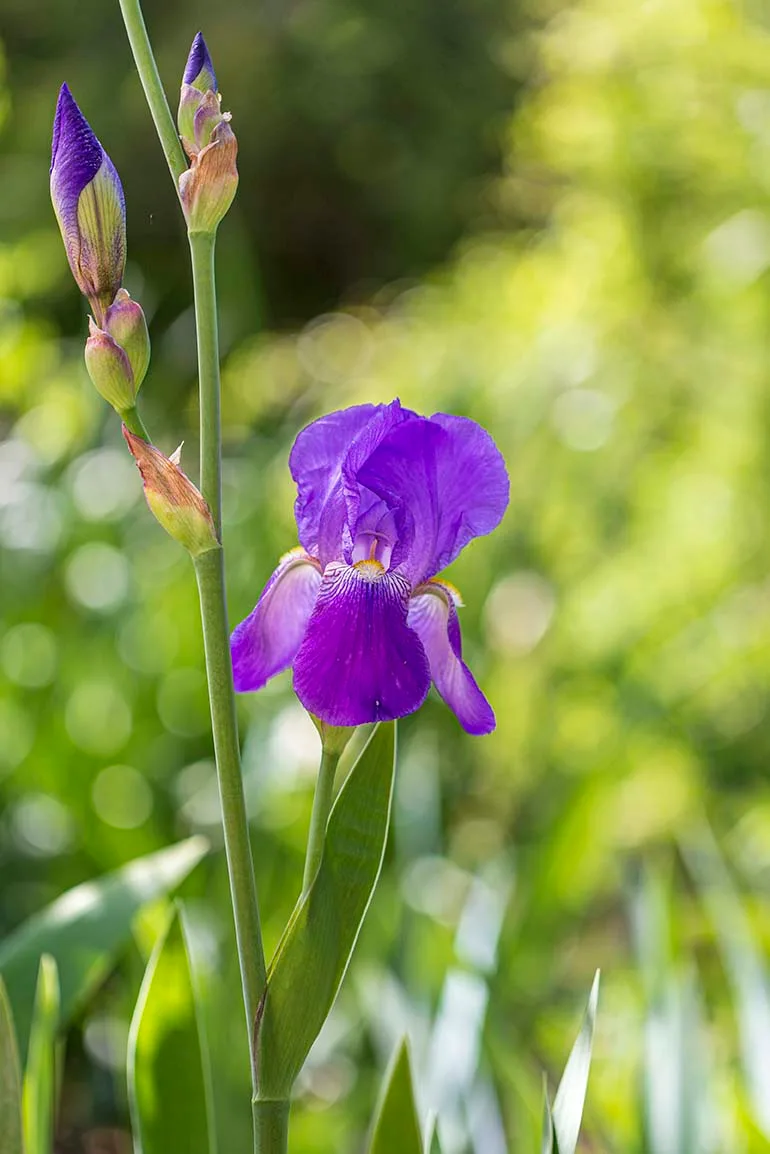 FJ027 Tall Bearded Iris Boyce Thompson Arboretum Tall Bearded Iris Boyce Thompson Arboretum, flowers and plants, a fine art photograph by Janell Evelyn Baca