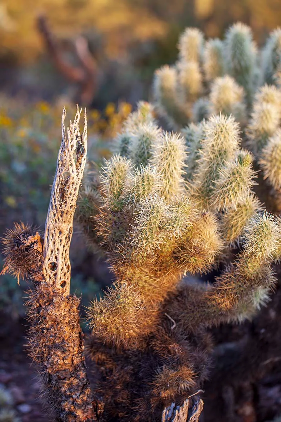 FJ004 Teddybear Cholla Superstition Wilderness Teddybear Cholla Superstition Wilderness, flowers and plants, a fine art photograph by Janell Evelyn Baca