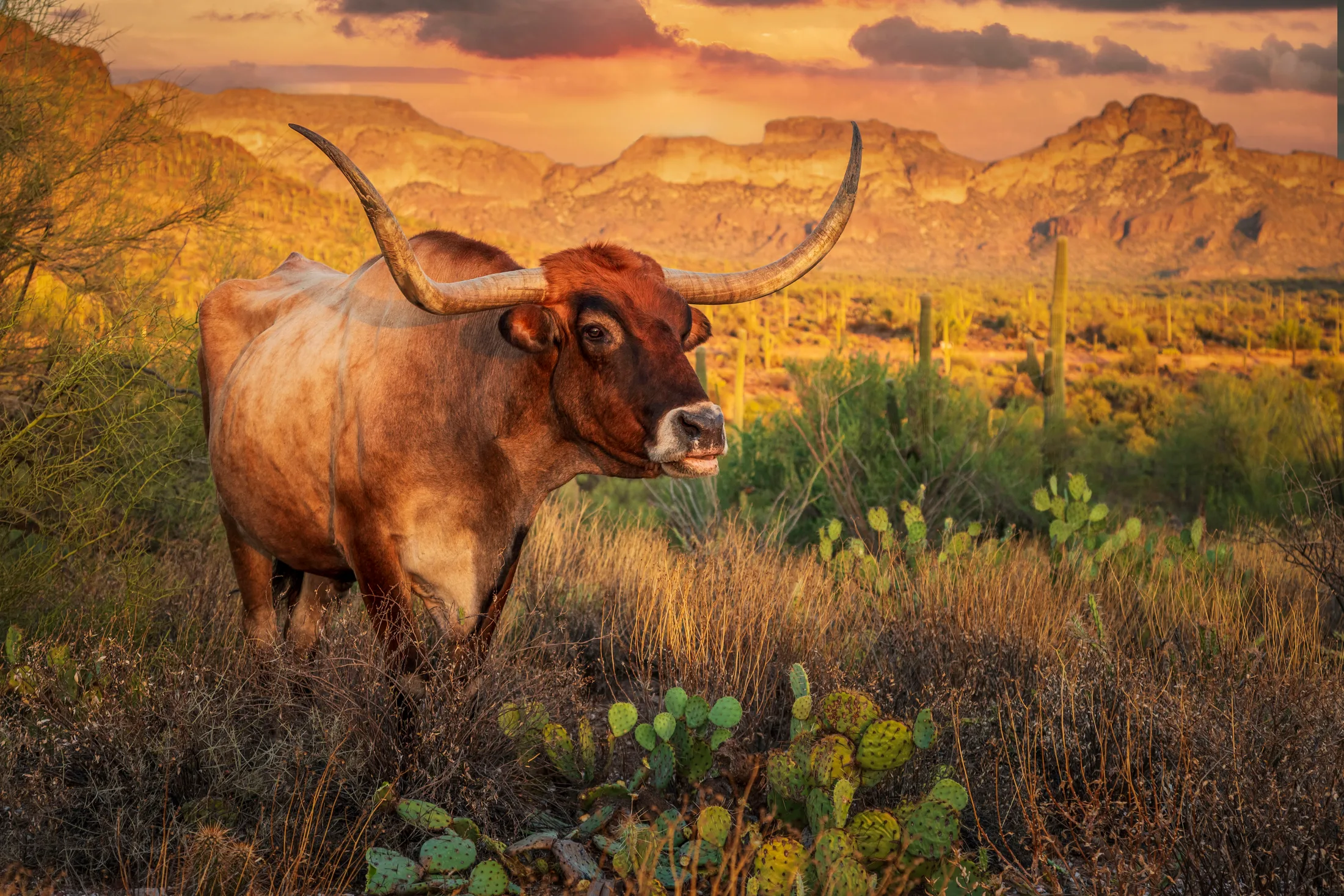 MAN (21) Texas Longhorn in Arizona near Peralta Texas Longhorn in Arizona near Peralta, animals, a fine art photograph by Michael Joseph Baca