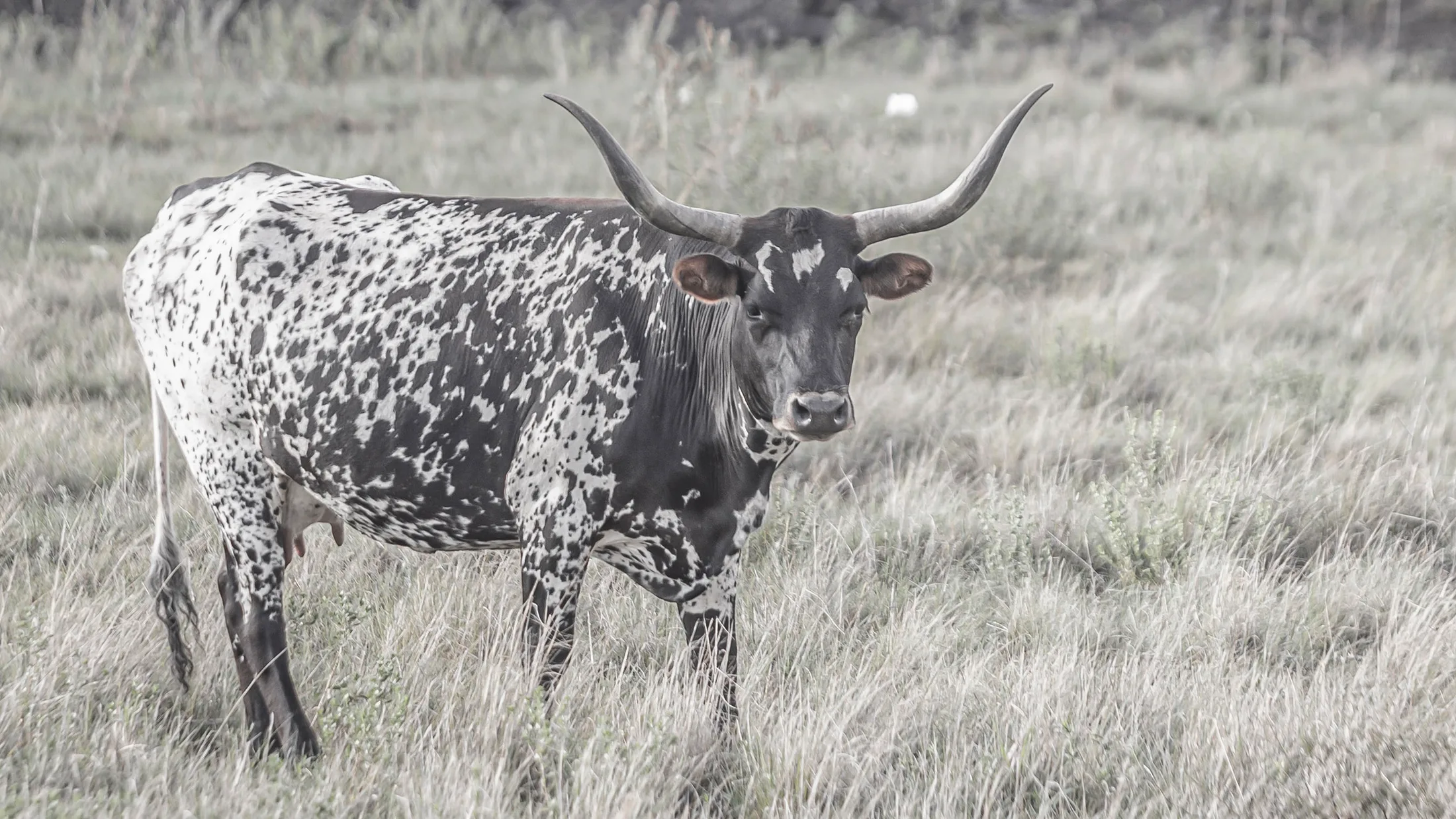 Man (20) Texas Longhorn Sonoita AZ Texas Longhorn Sonoita AZ, animals, a fine art photograph by Michael Joseph Baca, Casa de Baca Studios, Florence, Arizona