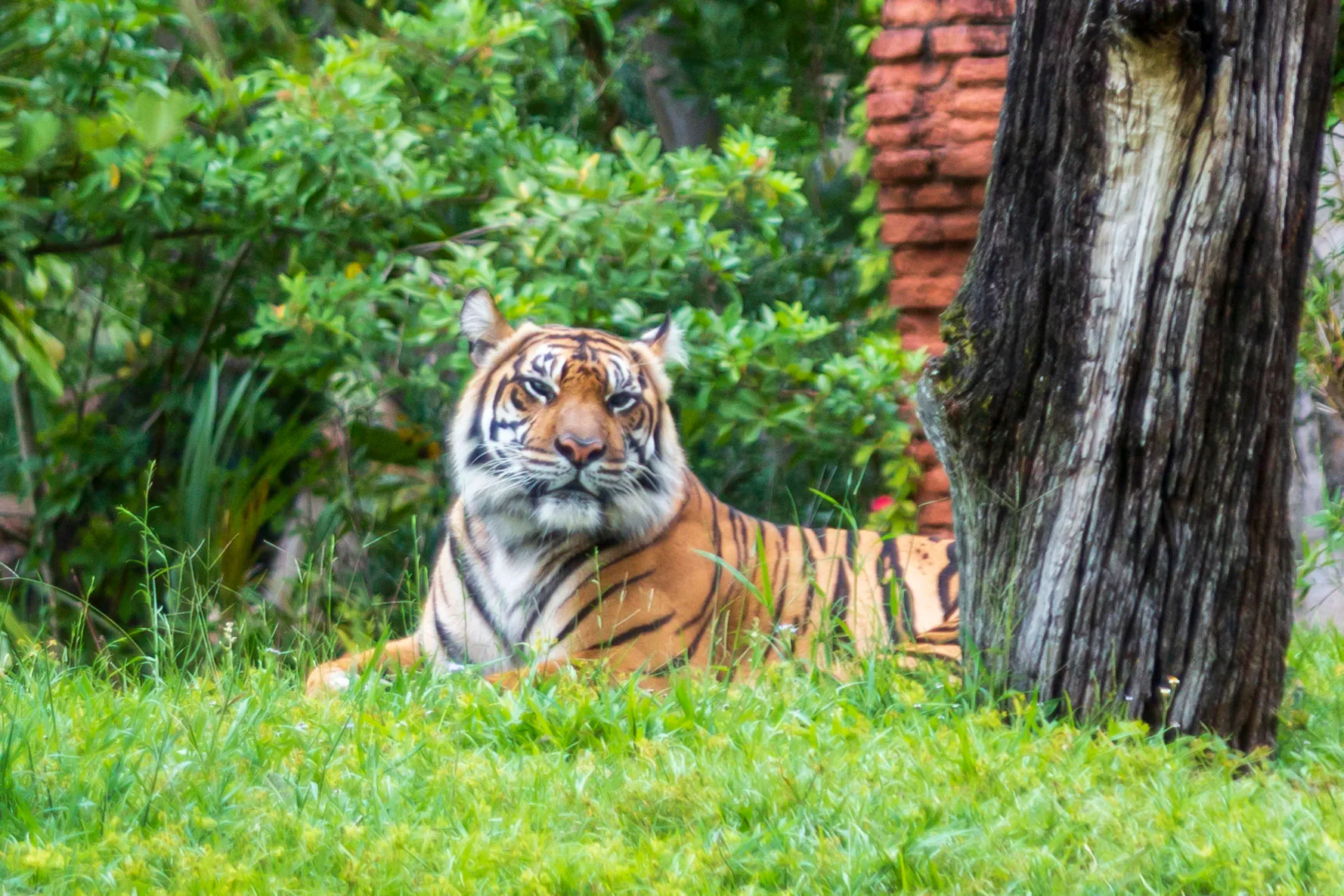 MAN (30) Tiger at Animal Kingdom FL Tiger at Animal Kingdom FL, animals, a fine art photograph by Michael Joseph Baca, Casa de Baca Studios, Florence, Arizona
