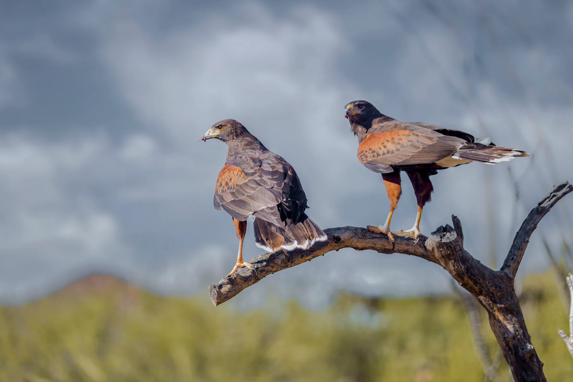 Man (19) Two Harris's Hawks Tucson AZ Two Harris's Hawks Tucson AZ, animals, a fine art photograph by Michael Joseph Baca, Casa de Baca Studios, Florence, Arizona