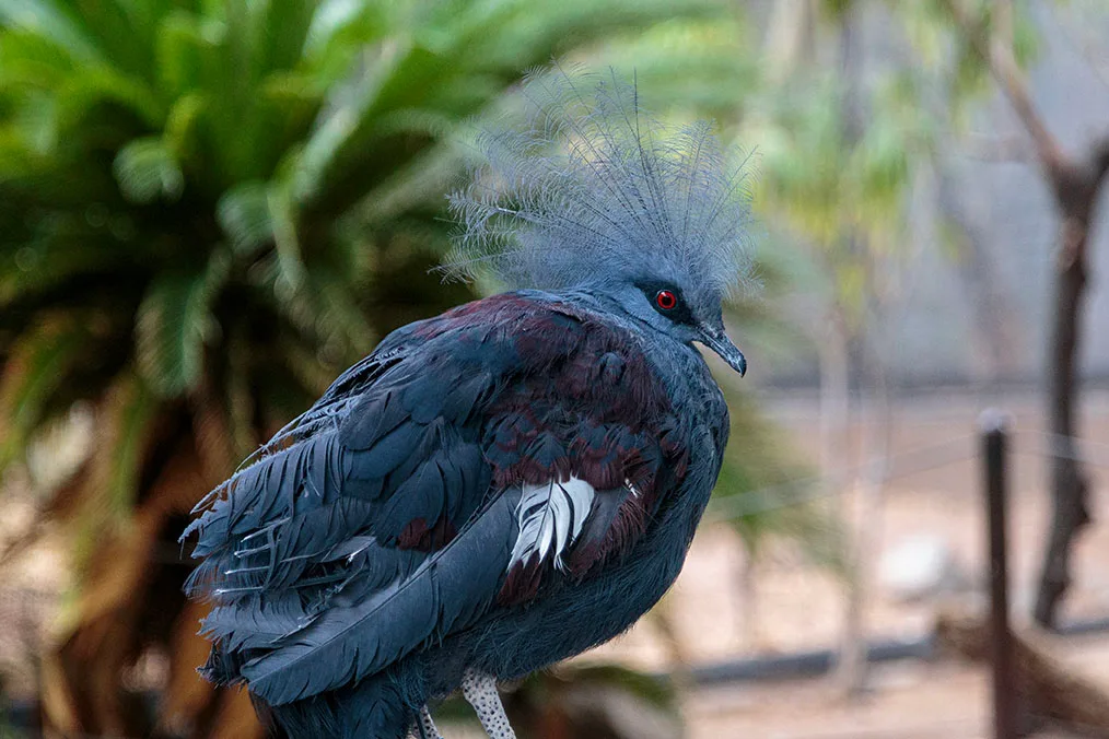 JZ018 Western Crowned Pigeon Western Crowned Pigeon, animals, a fine art photograph by Janell Evelyn Baca, Casa de Baca Studios, Florence, Arizona