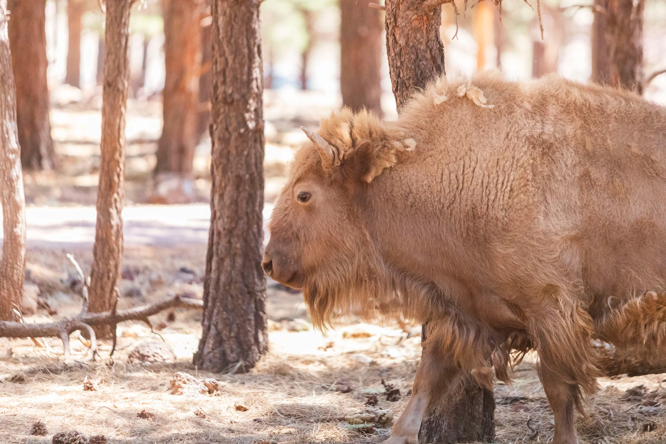 MAN (52) White American Bison at Bearizona White American Bison at Bearizona, animals, a fine art photograph by Michael Joseph Baca