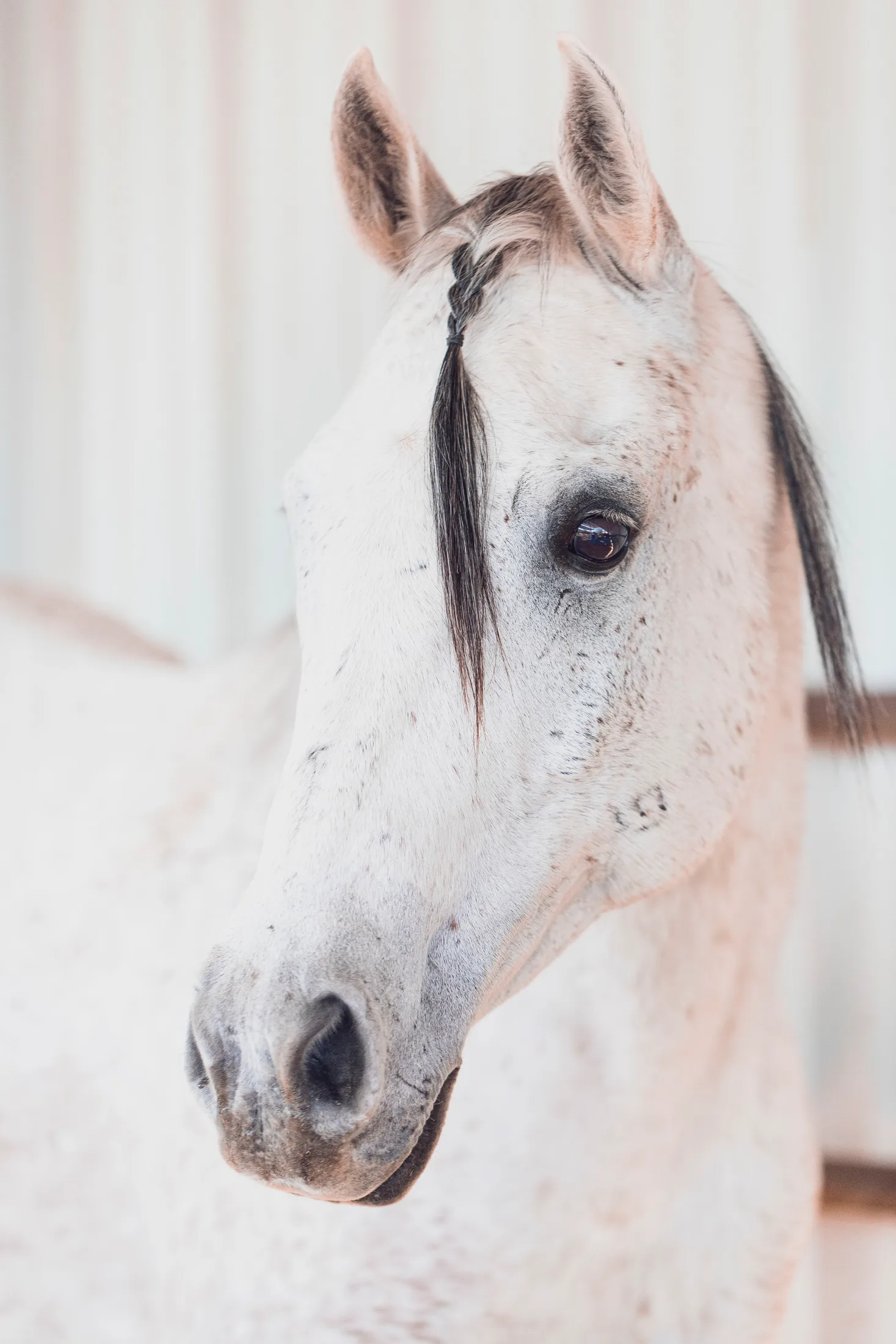 MAN (66) White Horse Arizona White Horse Arizona, animals, a fine art photograph by Michael Joseph Baca, Casa de Baca Studios, Florence, Arizona