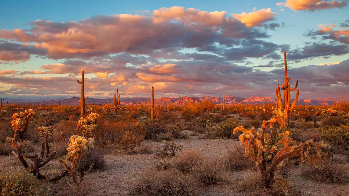 JS013 Whitlow Ranch Road saguaro & cholla Sunset Whitlow Ranch Road saguaro & cholla Sunset, a fine art photograph by Janell Evelyn Baca