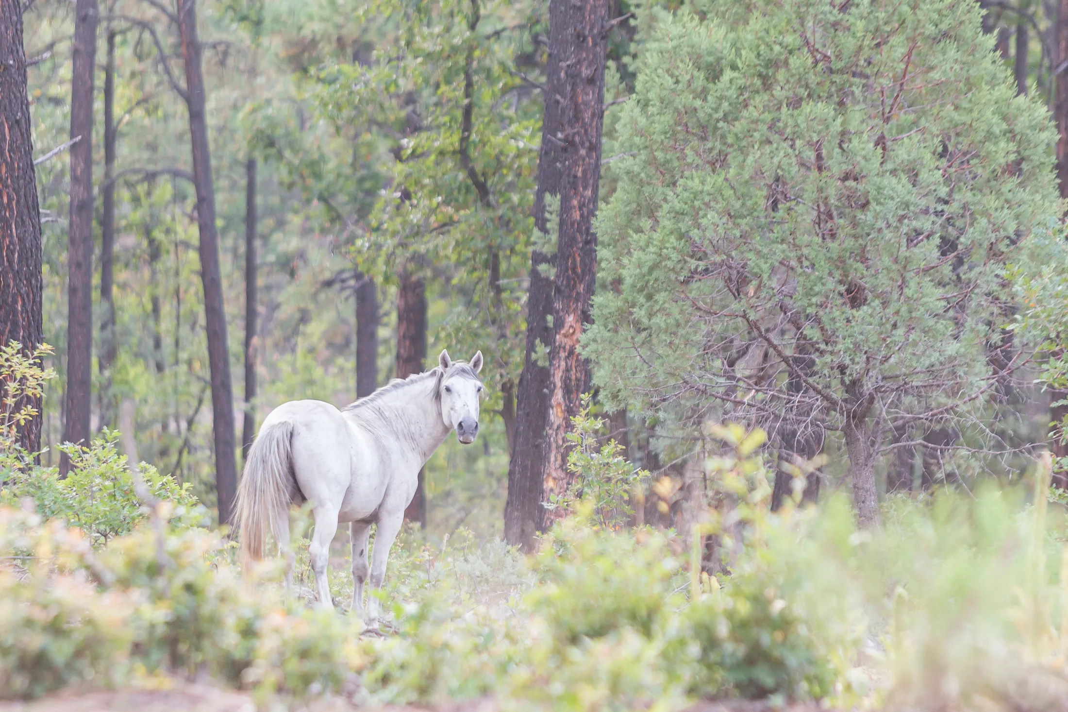 MAN (13) Wild Horse McNary AZ Wild Horse McNary AZ, animals, a fine art photograph by Michael Joseph Baca, Casa de Baca Studios, Florence, Arizona