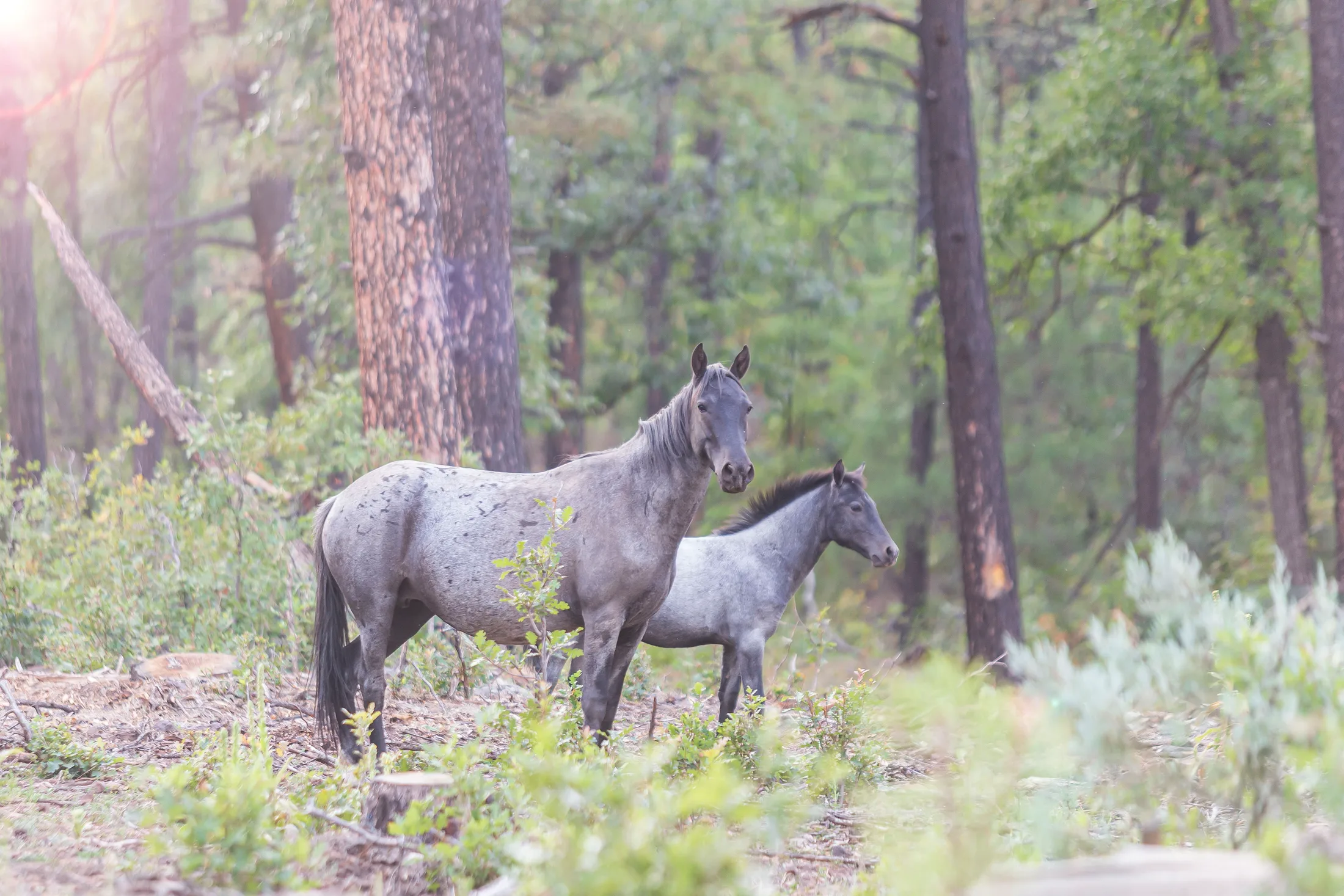 MAN (11) Wild Horses McNary AZ Wild Horses McNary AZ, animals, a fine art photograph by Michael Joseph Baca, Casa de Baca Studios, Florence, Arizona