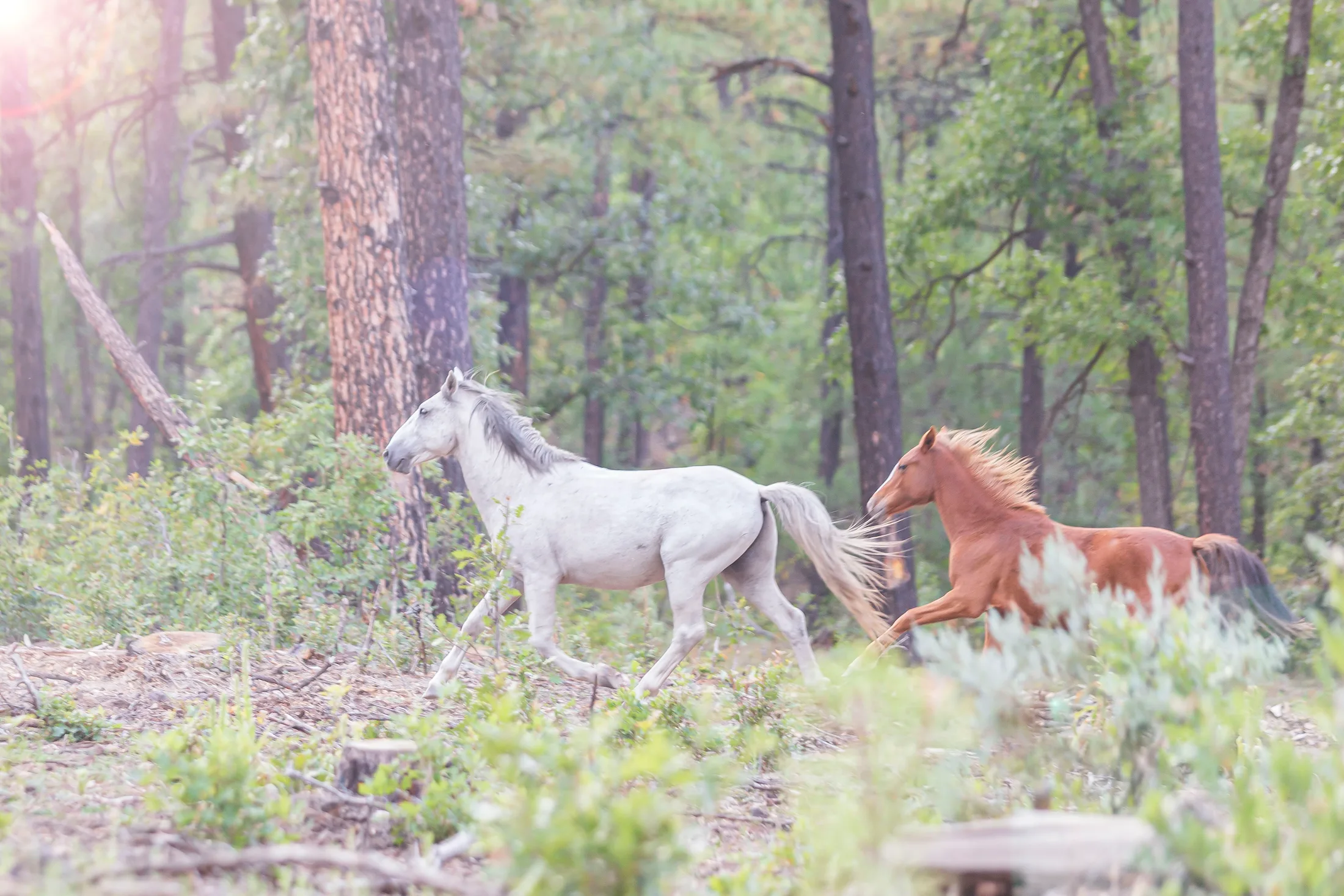 MAN (12) Wild Horses McNary AZ Wild Horses McNary AZ, animals, a fine art photograph by Michael Joseph Baca, Casa de Baca Studios, Florence, Arizona