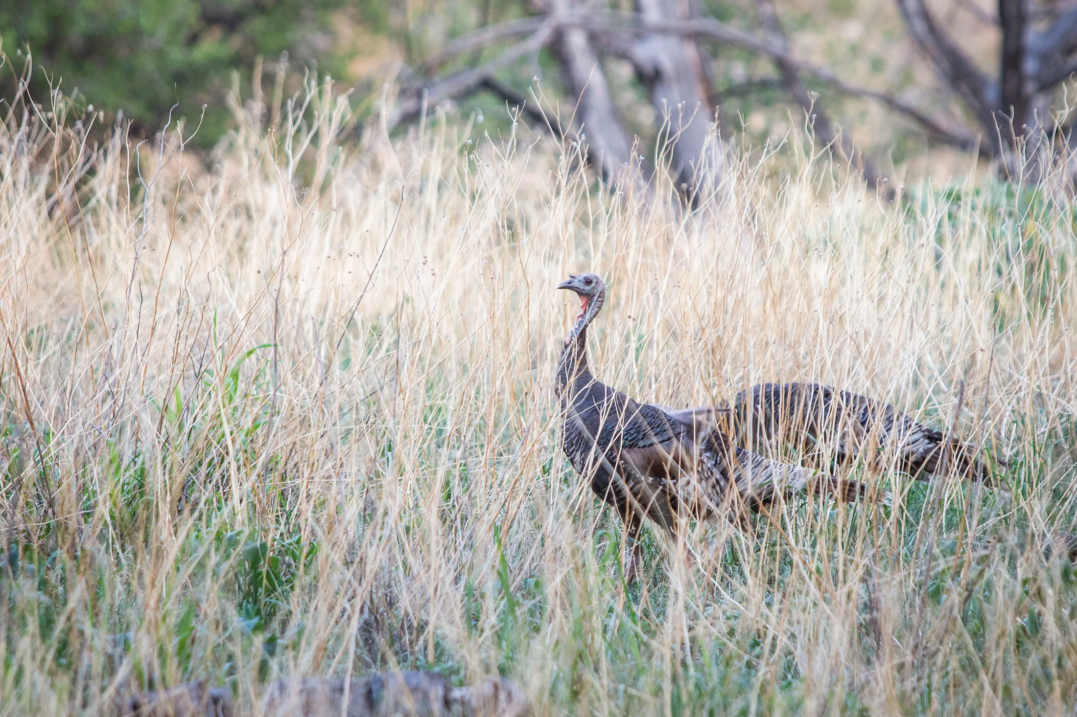 MAN (57) Wild turkey Chiricahua National Monument Wild turkey Chiricahua National Monument, animals, a fine art photograph by Michael Joseph Baca