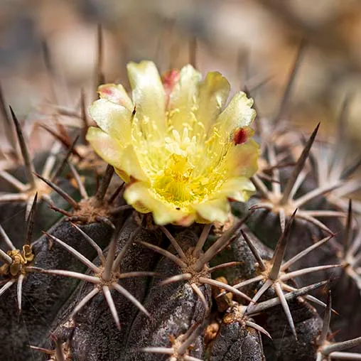 FJ019 Yellow bloom of a Globose Cactus Boyce Thompson Arboretum Yellow bloom of a Globose Cactus Boyce Thompson Arboretum, flowers and plants, a fine art photograph by Janell Evelyn Baca