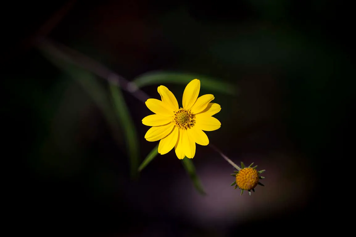 FJ015 Yellow Wild Flower Florence AZ Yellow Wild Flower Florence AZ, flowers and plants, a fine art photograph by Janell Evelyn Baca