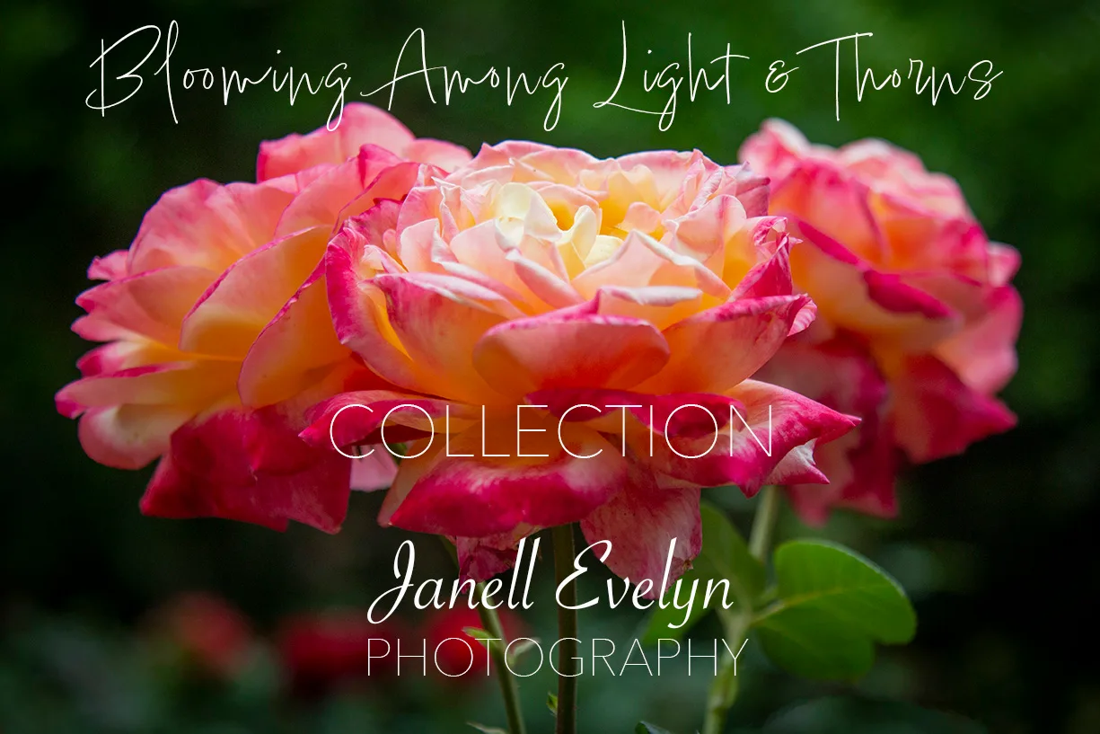 Blooming Among Delicate Light & Thorns, a series by the photographer, Casa de Baca Studios