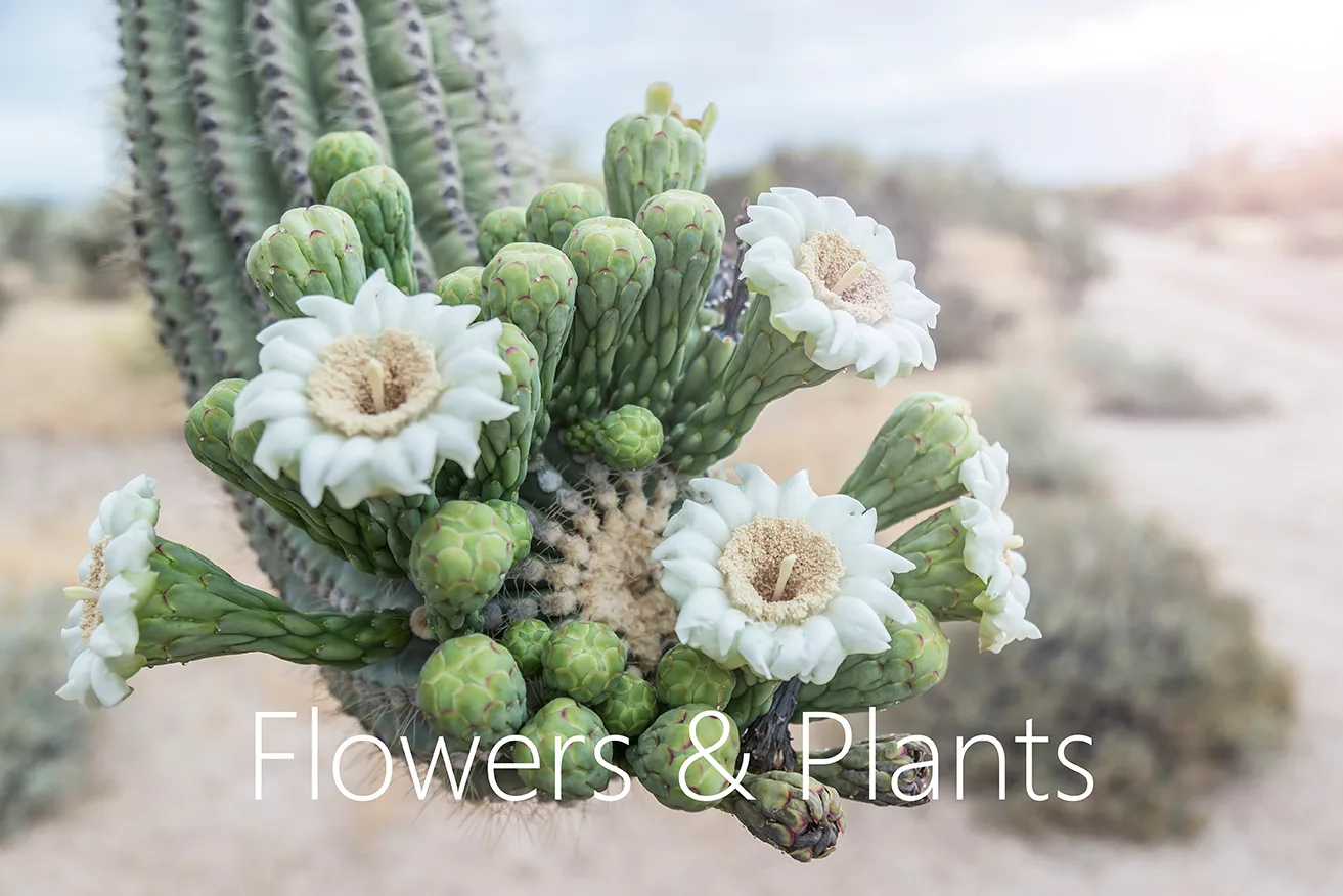 MFL (1) Easter Lily Cactus Florence AZ, flowers and plants, a fine art photograph by Michael Joseph Baca